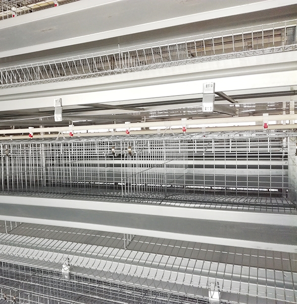 秋季肉鸡装备怎样合理使用，，你知道吗？？